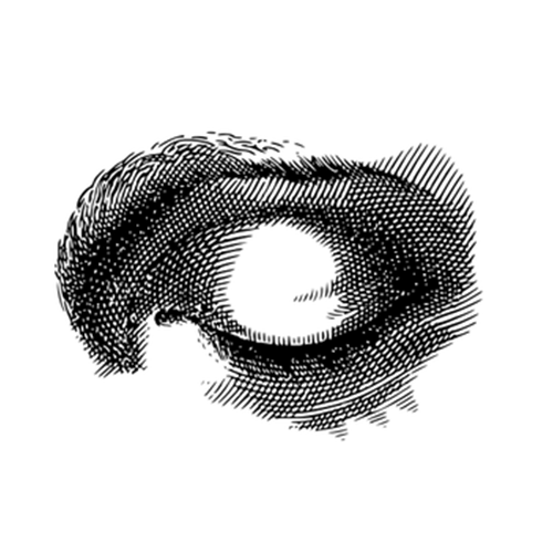 icon-oeil