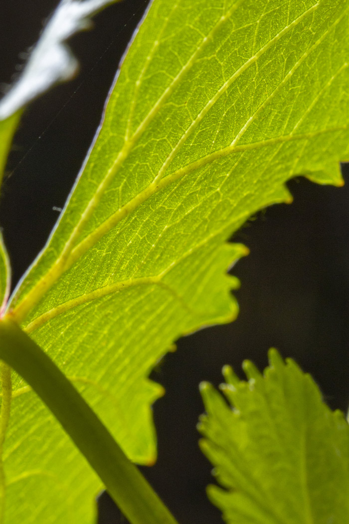 Vigne Valérie Courrèges