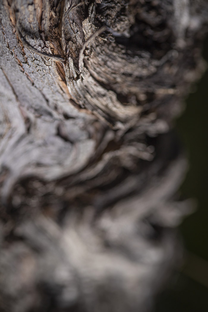 Pieds de Vigne Valérie Courrèges