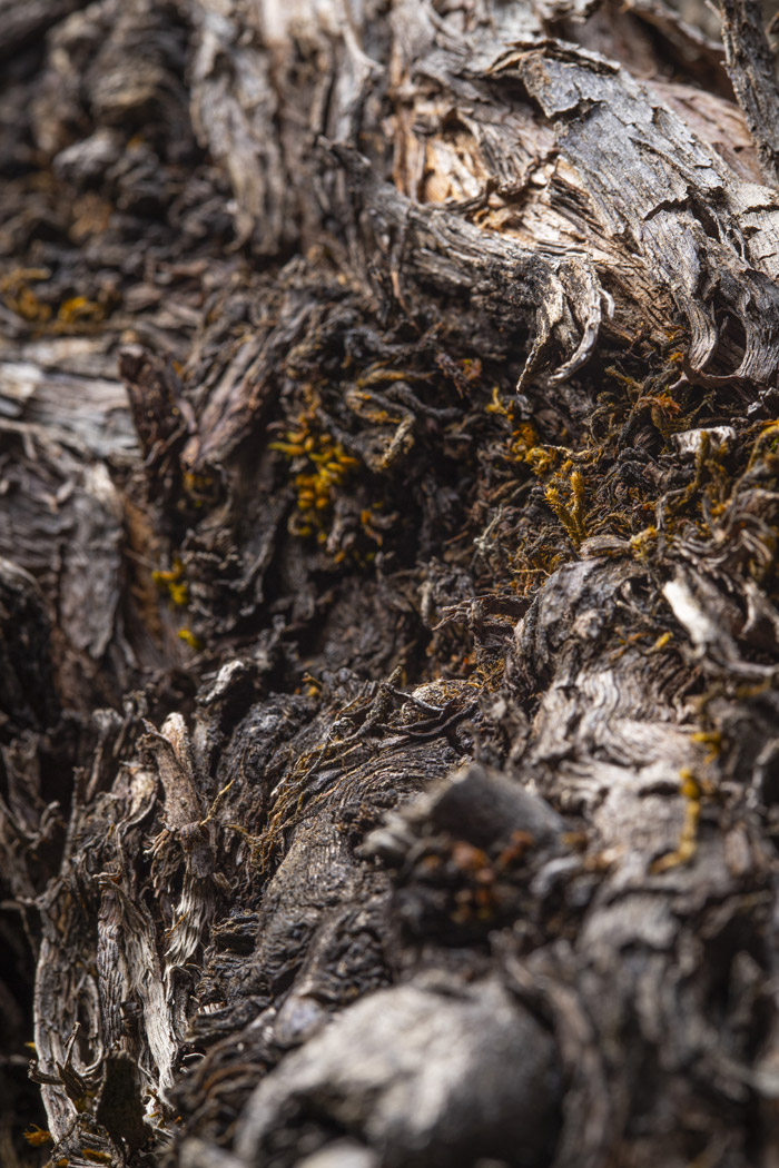 Pieds de Vigne Valérie Courrèges