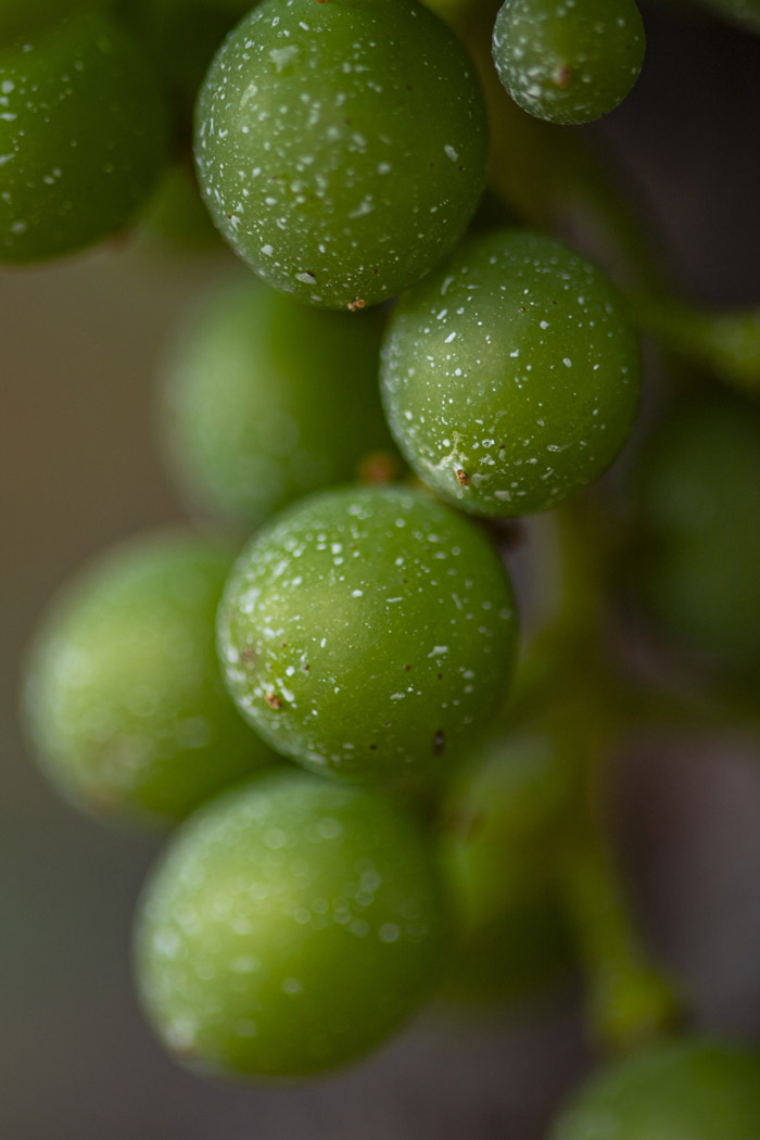 Raisins vins Valerie Courreges